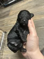 Wednesday, a female Poodle - Miniature  for sale in Ardmore, OK – Photo 2 of 2