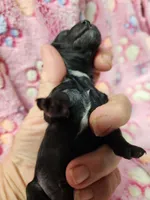 Wednesday Adams , a female Poodle - Miniature  for sale in Ardmore, OK – Photo 2 of 3