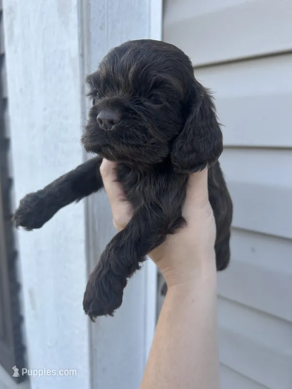 Zola – Cocker Spaniel puppy for sale in Ardmore, OK