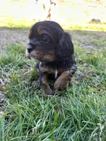 Skippy , a male Cavalier King Charles Spaniel for sale in Ardmore, OK – Photo 4 of 6