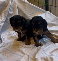 Skippy , a male Cavalier King Charles Spaniel for sale in Ardmore, OK – Photo 2 of 6