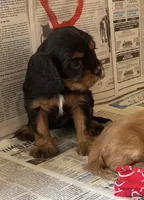 Skippy , a male Cavalier King Charles Spaniel for sale in Ardmore, OK – Photo 1 of 6