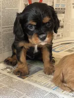 Skippy , a male Cavalier King Charles Spaniel for sale in Ardmore, OK – Photo 3 of 6
