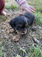 Skippy , a male Cavalier King Charles Spaniel for sale in Ardmore, OK – Photo 5 of 6