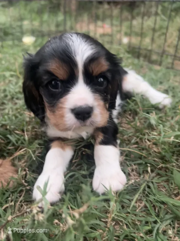 Poppy – Cavalier King Charles Spaniel puppy for sale in Ardmore, OK