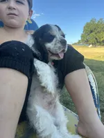 Thor, a male Cocker Spaniel for sale in Ardmore, OK – 1 of 7
