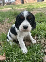 Chase, a male Cocker Spaniel and Cockalier for sale in Ardmore, OK – Photo 1 of 3