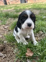 Chase, a male Cocker Spaniel and Cockalier for sale in Ardmore, OK – Photo 3 of 3