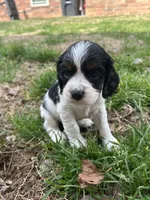 Chase, a male Cocker Spaniel and Cockalier for sale in Ardmore, OK – Photo 2 of 3