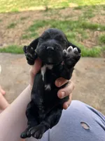 Pete, a male Cocker Spaniel for sale in Ardmore, OK – Photo 2 of 4