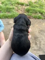 Pete, a male Cocker Spaniel for sale in Ardmore, OK – Photo 4 of 4