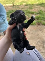 Pete, a male Cocker Spaniel for sale in Ardmore, OK – Photo 3 of 4