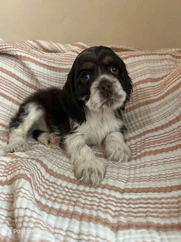 Ziggy – Cocker Spaniel puppy for sale in Ardmore, OK