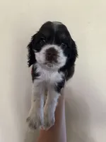 Ziggy, a male Cocker Spaniel for sale in Ardmore, OK – 4 of 5