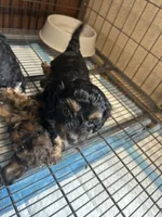 Tater, a male Cavapoo for sale in Ardmore, OK – 2 of 4