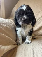 Delilah , a female Cocker Spaniel for sale in Ardmore, OK – Photo 4 of 5