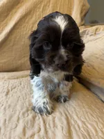 Delilah , a female Cocker Spaniel for sale in Ardmore, OK – Photo 1 of 5