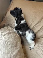 Delilah , a female Cocker Spaniel for sale in Ardmore, OK – Photo 5 of 5