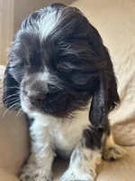 Delilah , a female Cocker Spaniel for sale in Ardmore, OK – Photo 2 of 5