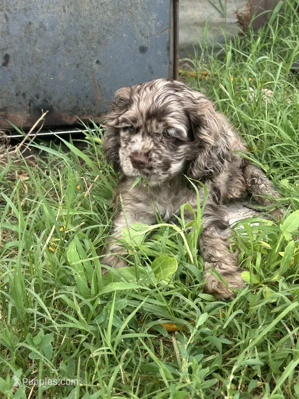 Maple – Cocker Spaniel puppy for sale in Ardmore, OK