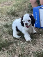 Calliope , a female Cocker Spaniel for sale in Ardmore, OK – 3 of 8