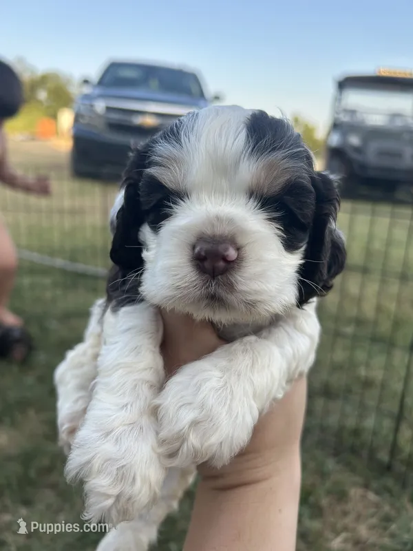 Thor – Cocker Spaniel puppy for sale in Ardmore, OK
