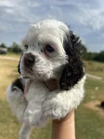Calliope , a female Cocker Spaniel for sale in Ardmore, OK – 3 of 4
