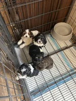 Tater, a male Cavapoo for sale in Ardmore, OK – 4 of 4