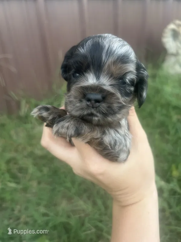 Shep – Cocker Spaniel puppy for sale in Ardmore, OK