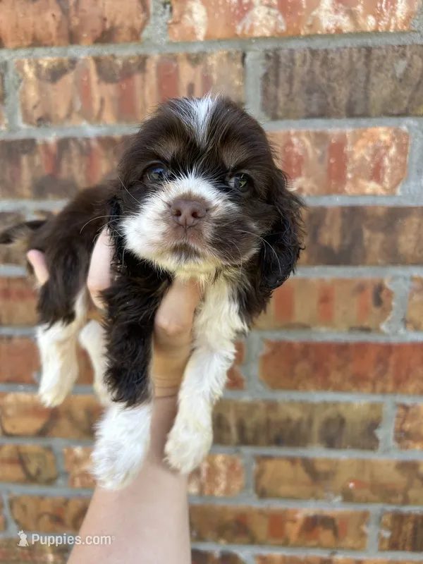 Teenie – Cocker Spaniel puppy for sale in Ardmore, OK