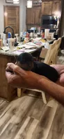 Peanut, a male Yorkshire Terrier for sale in Ardmore, OK – 4 of 6