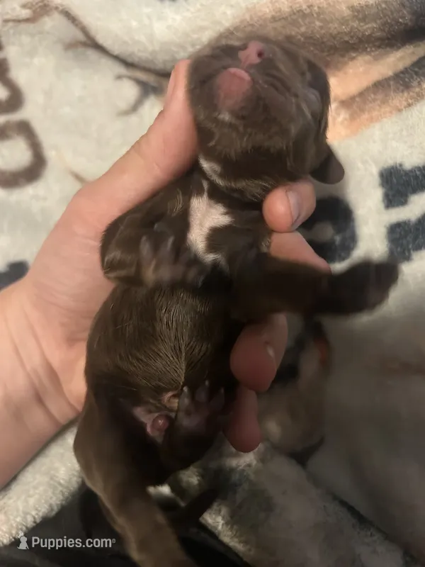 Pine – Cocker Spaniel puppy for sale in Ardmore, OK