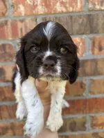 Jitter, a male Cocker Spaniel for sale in Ardmore, OK – 2 of 5