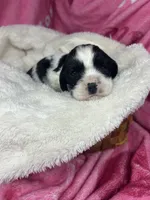 processed/e88d05ab-db3d-4fbf-99b2-084fdd859558/listing/ae8f1fbf-47c7-4f5c-87c2-c8ec10f1c96f/4640a953-cf6c-4483-8930-59c49c6b53fb