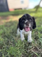 Jitter, a male Cocker Spaniel for sale in Ardmore, OK – 3 of 3
