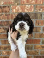 Ziggy, a male Cocker Spaniel for sale in Ardmore, OK – 5 of 5