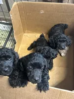 Dawson, a male Poodle - Miniature  for sale in Ardmore, OK – Photo 3 of 3