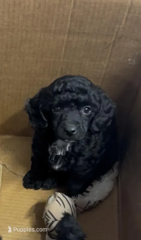 Dawson – Poodle - Miniature  puppy for sale in Ardmore, OK