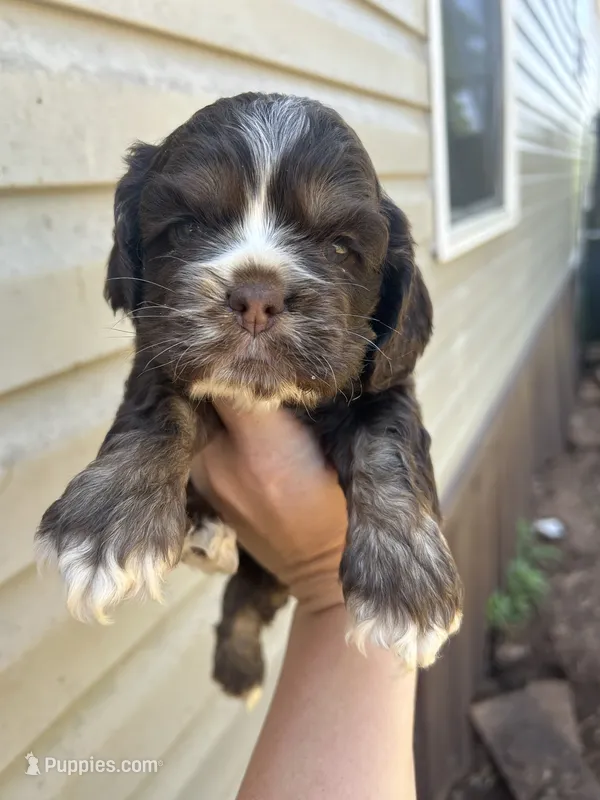Athena – Cocker Spaniel puppy for sale in Ardmore, OK