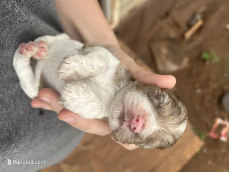 Stella – Cocker Spaniel puppy for sale in Ardmore, OK