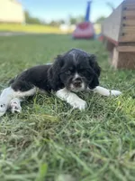 Jitter, a male Cocker Spaniel for sale in Ardmore, OK – 2 of 3