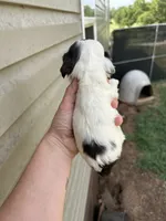 Percy, a male Cocker Spaniel for sale in Ardmore, OK – 2 of 2