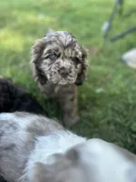 Maple, a female Cocker Spaniel for sale in Ardmore, OK – 1 of 3