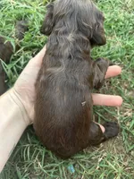 Zola, a female Cocker Spaniel for sale in Ardmore, OK – 3 of 3