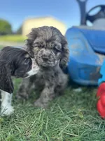 Maple, a female Cocker Spaniel for sale in Ardmore, OK – 2 of 3