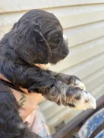 Athena, a female Cocker Spaniel for sale in Ardmore, OK – 3 of 3