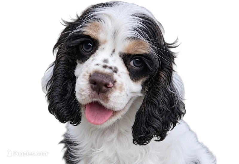 Thor  – Cocker Spaniel puppy for sale in Ardmore, OK