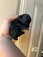 Otto , a male Poodle - Miniature  for sale in Ardmore, OK – 2 of 2