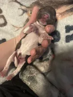Frost, a male Cocker Spaniel for sale in Ardmore, OK – 2 of 2