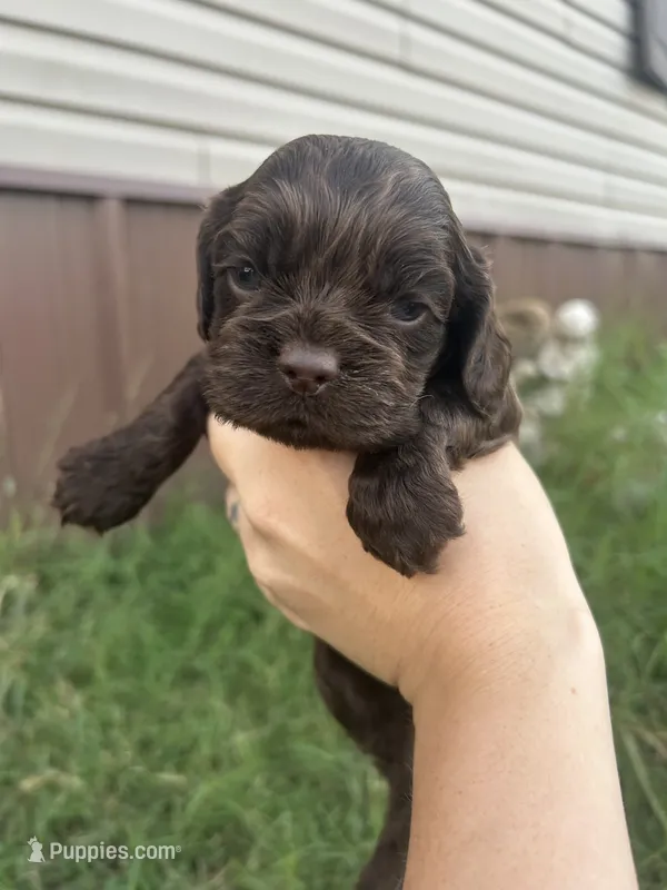Zola – Cocker Spaniel puppy for sale in Ardmore, OK